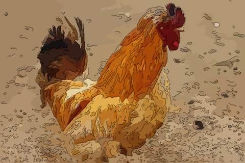 周公鸡爆料视频大全最新,揭秘娱乐圈幕后真相 第1张 周公鸡爆料视频大全最新,揭秘娱乐圈幕后真相 第1张