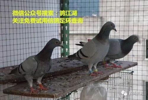 鸽子爆料打架视频大全图片,打架视频大全图片回顾  第2张