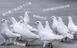 鸽子爆料打架视频大全图片,打架视频大全图片回顾  第3张