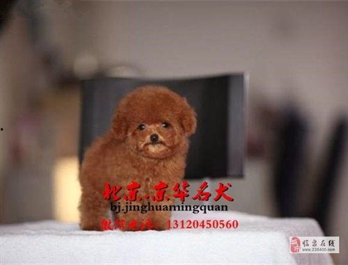 泰迪熊在线观看.,温馨回忆,甜蜜时光在线重温 第3张 泰迪熊在线观看.,温馨回忆,甜蜜时光在线重温 第3张