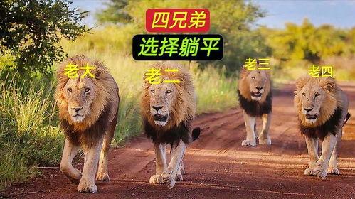 四头狮子在线观看,探寻神秘力量的奇幻之旅 第2张 四头狮子在线观看,探寻神秘力量的奇幻之旅 第2张