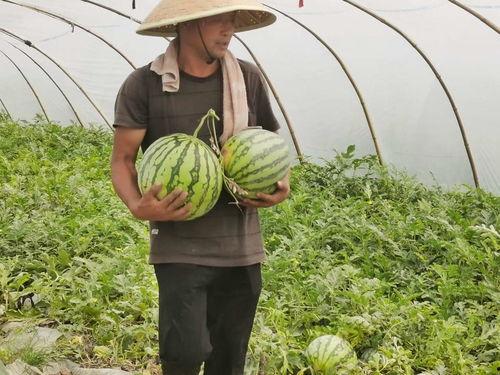免费吃瓜大全合集,揭秘娱乐圈幕后故事，带你畅游娱乐八卦海洋  第3张