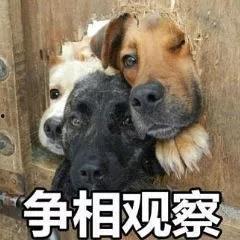 娱乐圈狗子爆料事件,揭秘明星背后的真实故事 第2张 娱乐圈狗子爆料事件,揭秘明星背后的真实故事 第2张