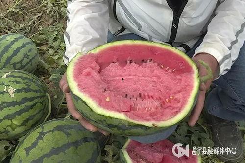 网红湾湾吃瓜视频,揭秘网红圈幕后故事