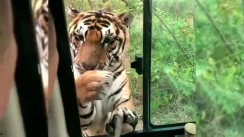 娱乐圈爆料老虎哥是谁啊  第2张