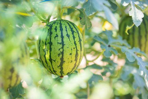 三水区网红吃瓜地方,揭秘隐藏的美食瓜果乐园  第3张