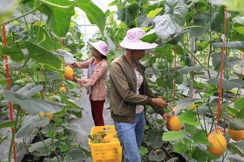 沂蒙山的网红吃瓜,探寻当地特色美食之旅