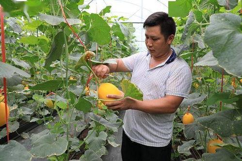 沂蒙山的网红吃瓜,探寻当地特色美食之旅  第2张